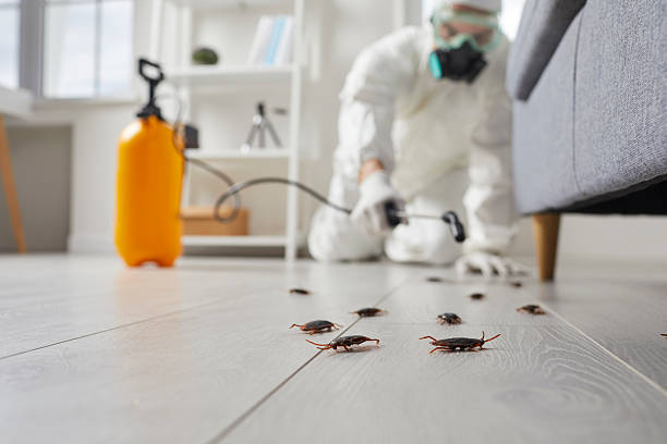 Post-Treatment Bed Bug Interceptor Monitoring in Indian Shores